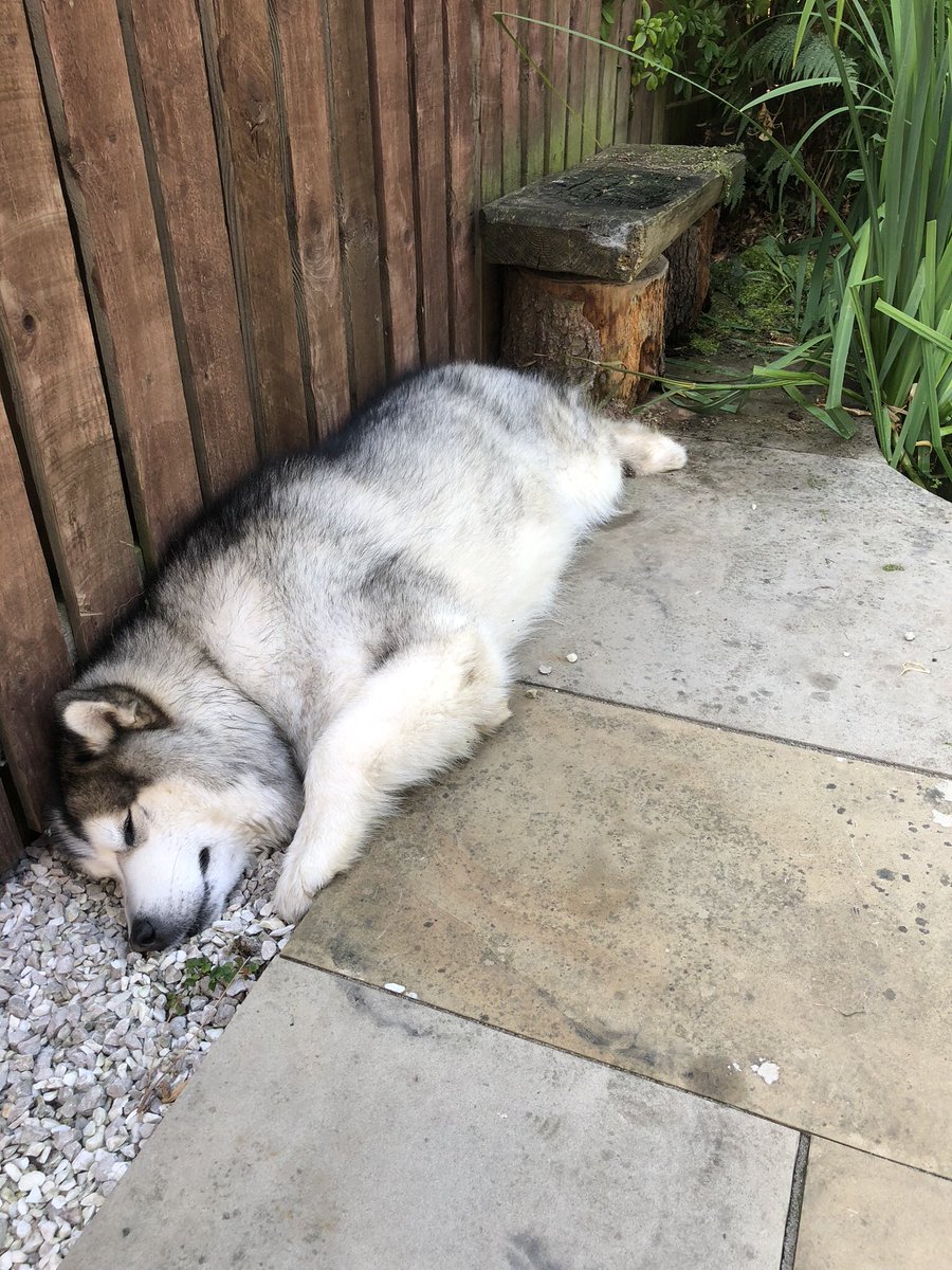 FatMalamute's tweet photo. Just smashed kfc bones bucket, that’s going to take some digesting, best lay here till it’s done https://t.co/PdvCjv91XG