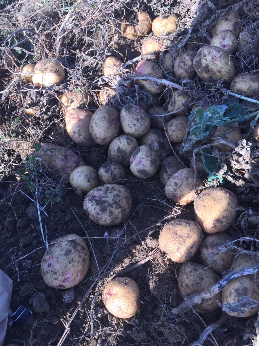 DymockFarm's tweet photo. Lovely clean sample of Picasso Potatoes heading for the Farm Shop #buylocal #dymockfarm https://t.co/nxK3lTQGLM