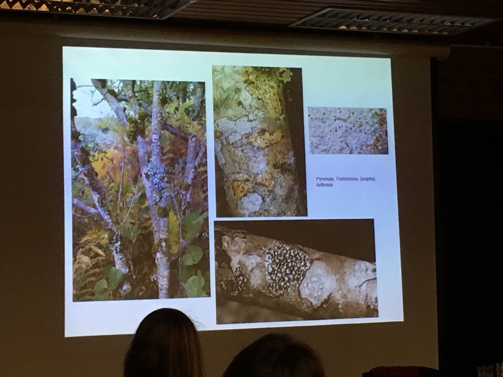 FSCBiodiversity's tweet image. Bob Kemp telling the audience at the SEDN Recorders Day how a visit to a lichen rich Scottish woodland changed his life! @BLSlichens