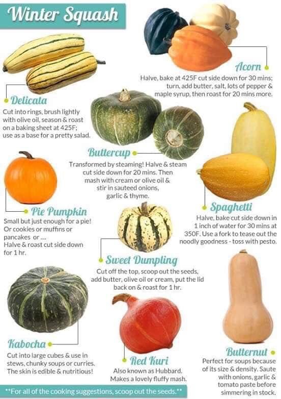 Pumpkin Varieties Chart