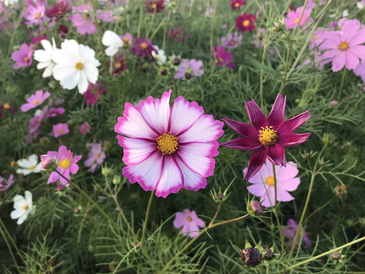 Eniwa_Rinko's tweet photo. 花は泣かせてくる https://t.co/6WhbfVf5le