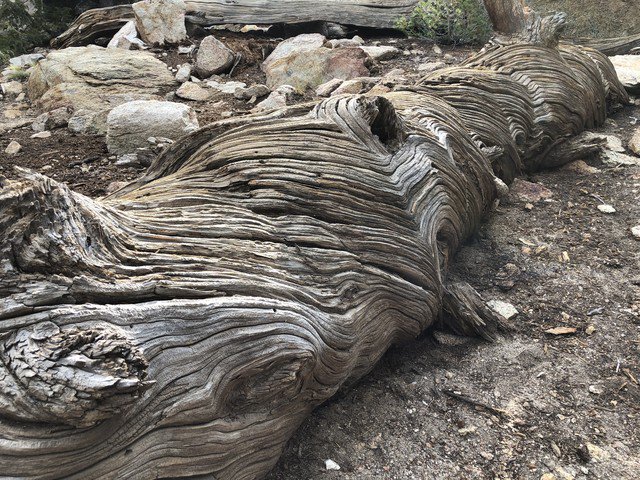 nluvstudio's tweet photo. #MotherNature makes the best texture! #trees #oldtrees #gnarledtrees #nature #naturephotography #texturedwood https://t.co/WFs0wn45fG