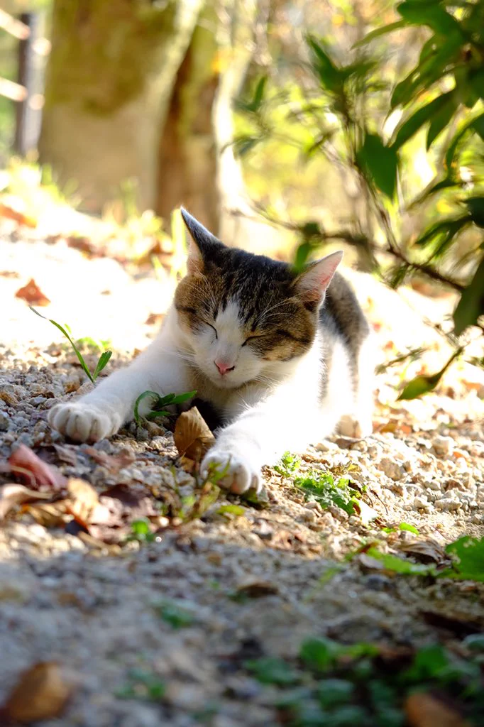 まさに運命！猫がキューピッド！？赤い糸って本当にあるのかも・・・！！！