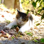 まさに運命!猫がキューピッド!？赤い糸って本当にあるのかも・・・!!