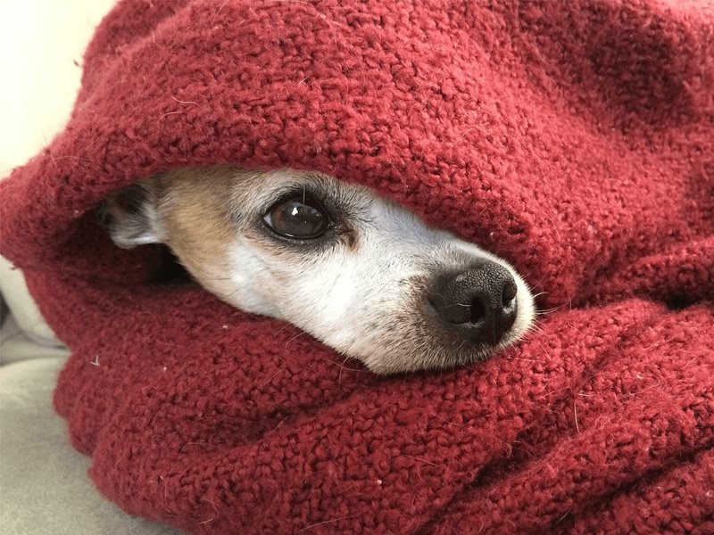 As we get closer to #Halloween and #BonfireNight, you may start to see and hear #fireworks going off early. While they are beautiful, fireworks can be very stressful for your pets. Our #blog shares how to keep your pet calm &amp; happy during this noisy time: yorkshirevets.co.uk/2017/10/03/fir…