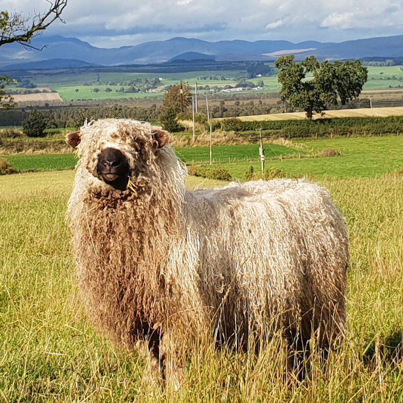 Arnbeg's tweet photo. Iona the silvernose.. cross breed of #valaisblacknose and #greyfacedartmoor https://t.co/FbnFauwhVM