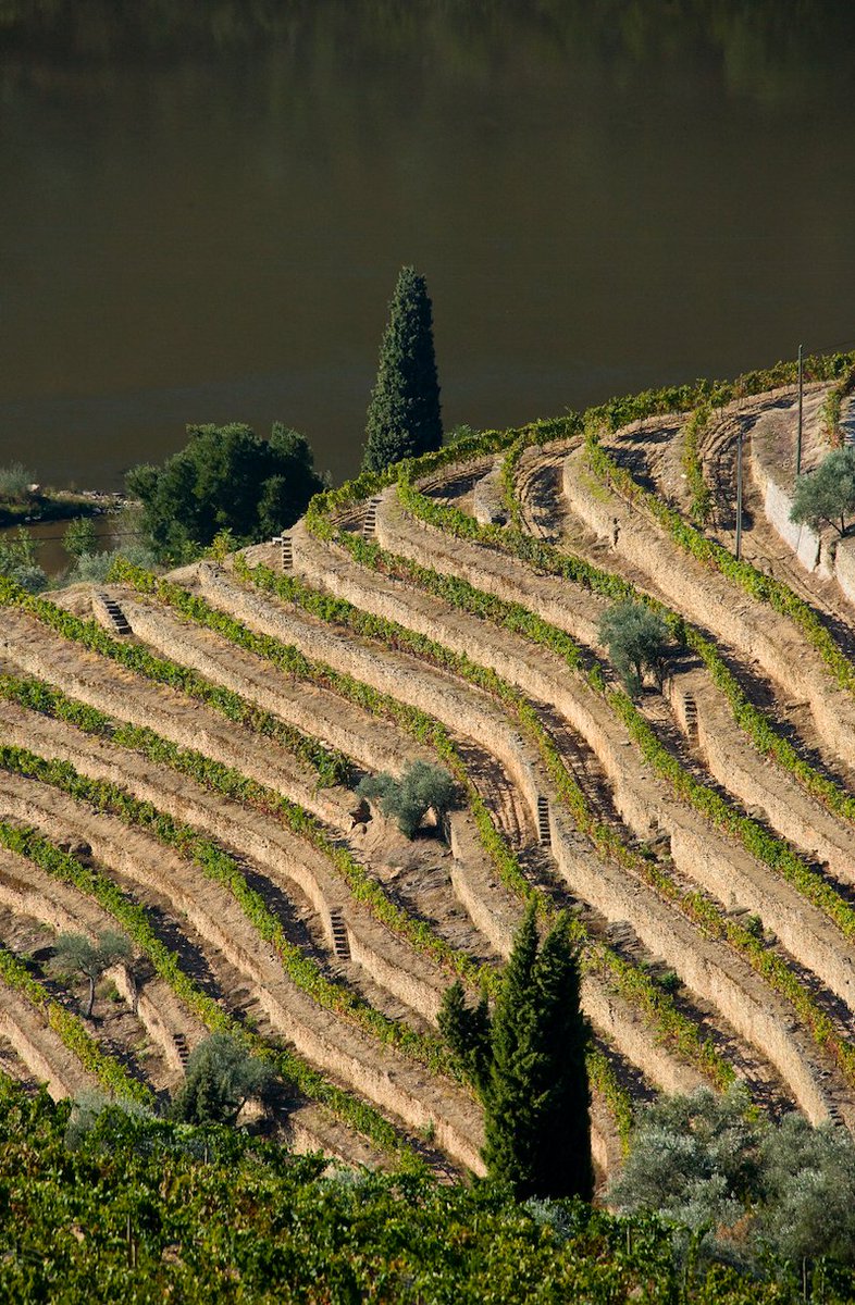 planeteliege's tweet photo. #wine #CorkPower #Douro https://t.co/MT1L2Ke7tY