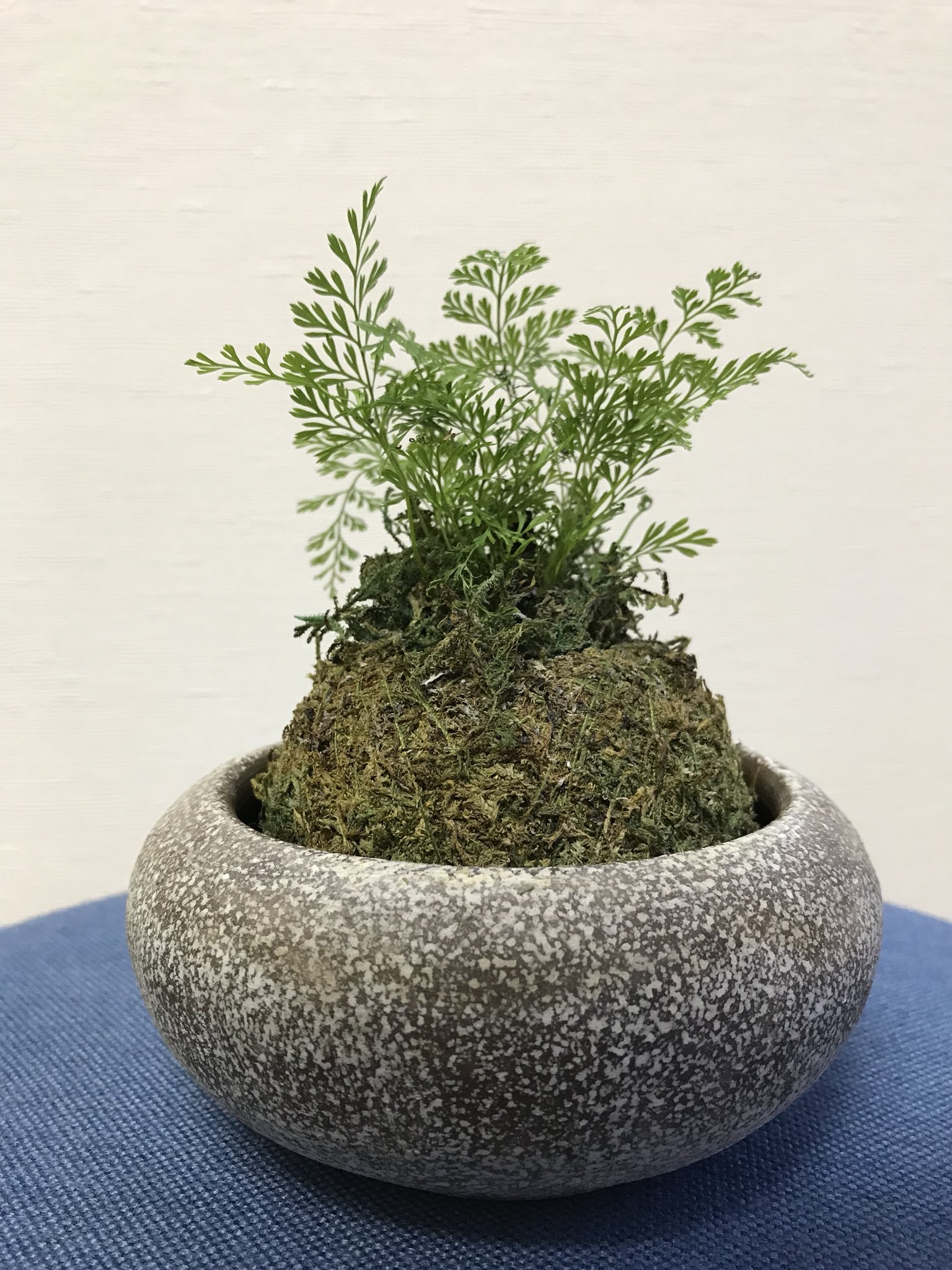 おくまる 我が家の苔玉ちゃん カビさせてごめんね T T T Co Hqzzj6jcif Twitter