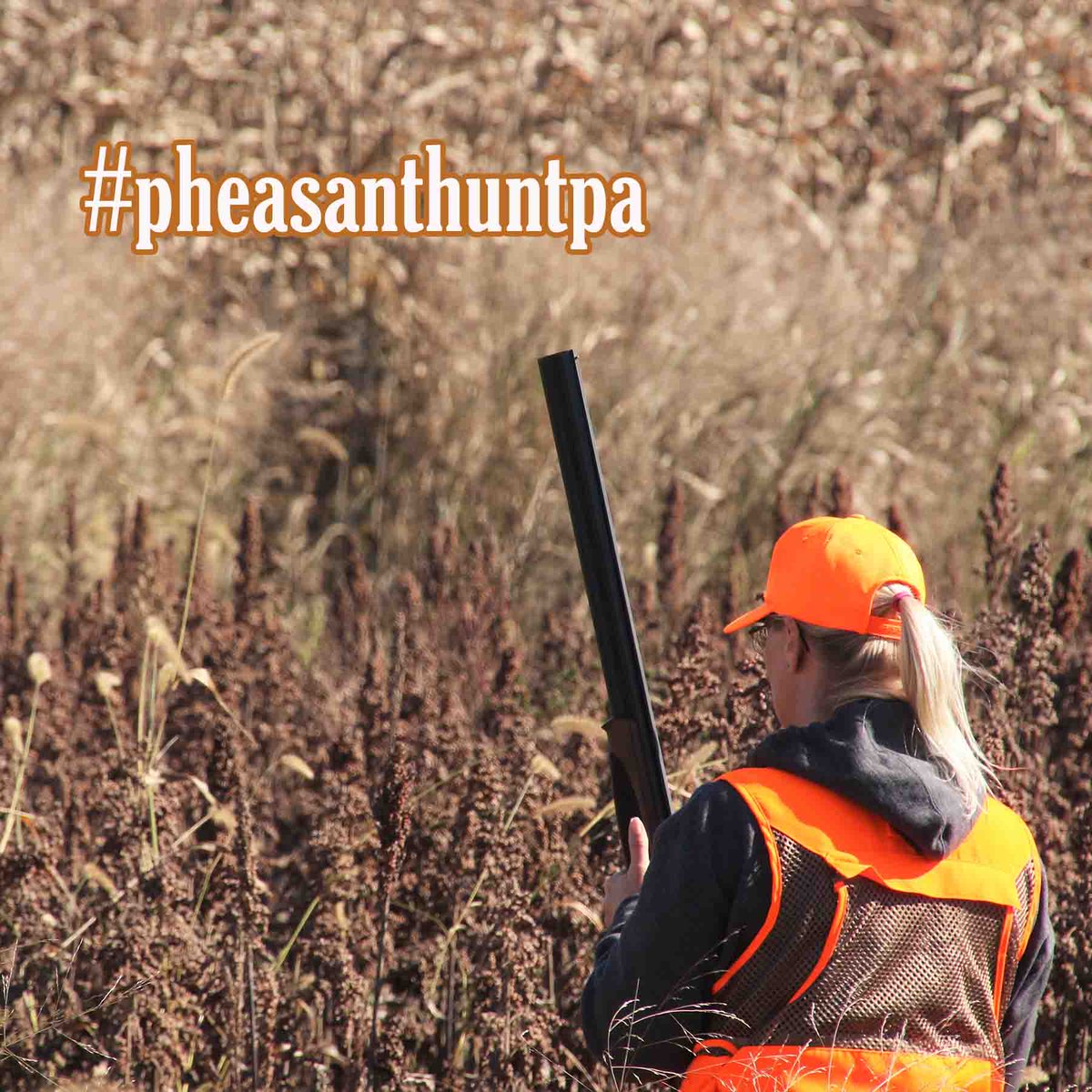 PAGameComm's tweet photo. The statewide pheasant season opens today in Pennsylvania! Good luck to everyone participating! Don't forget to share your experience and tag us on social media using #pheasanthuntpa. https://t.co/ss1T8QjGaj
