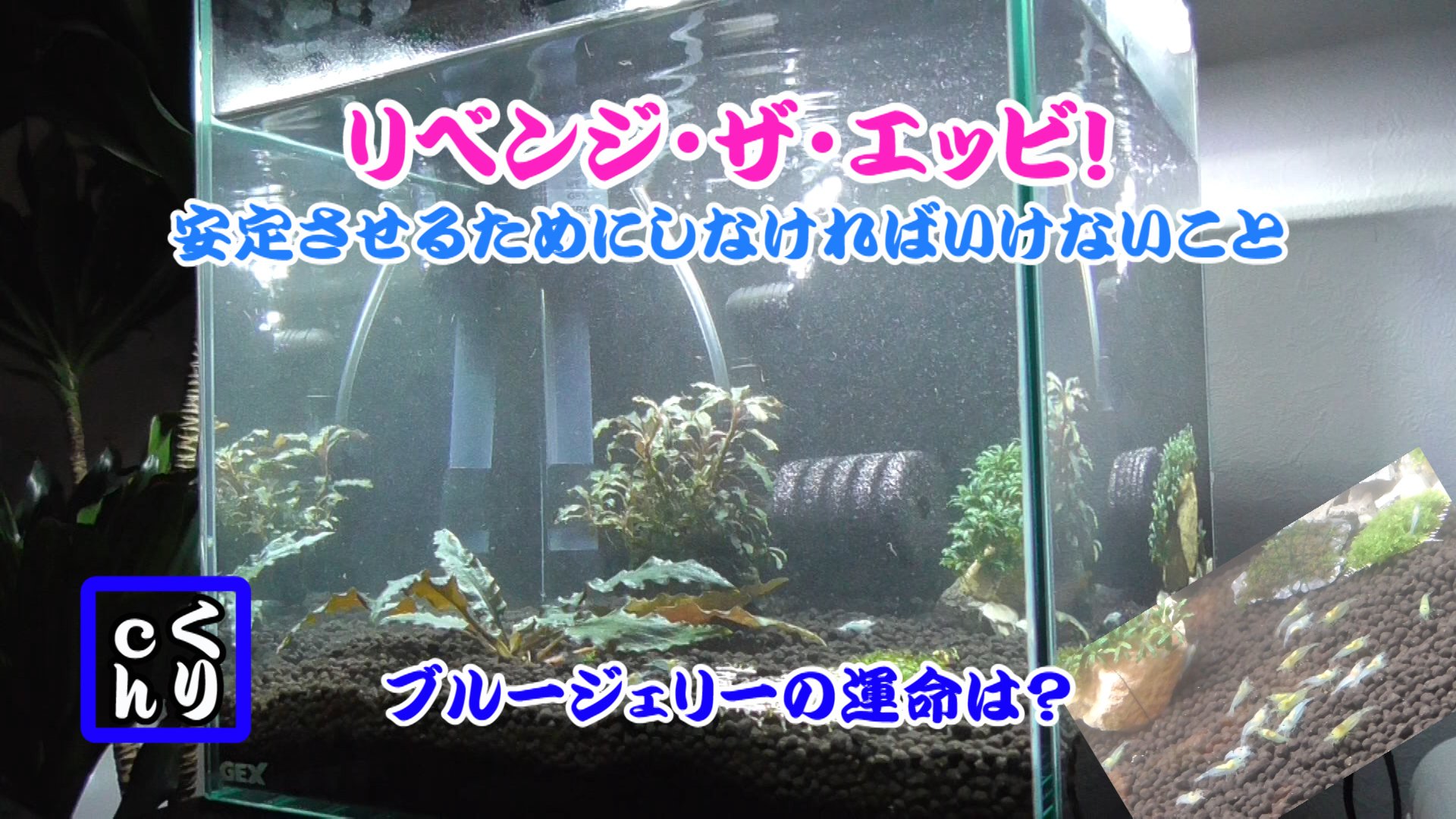 ブルージェリーシュリンプ Twitter Search Twitter
