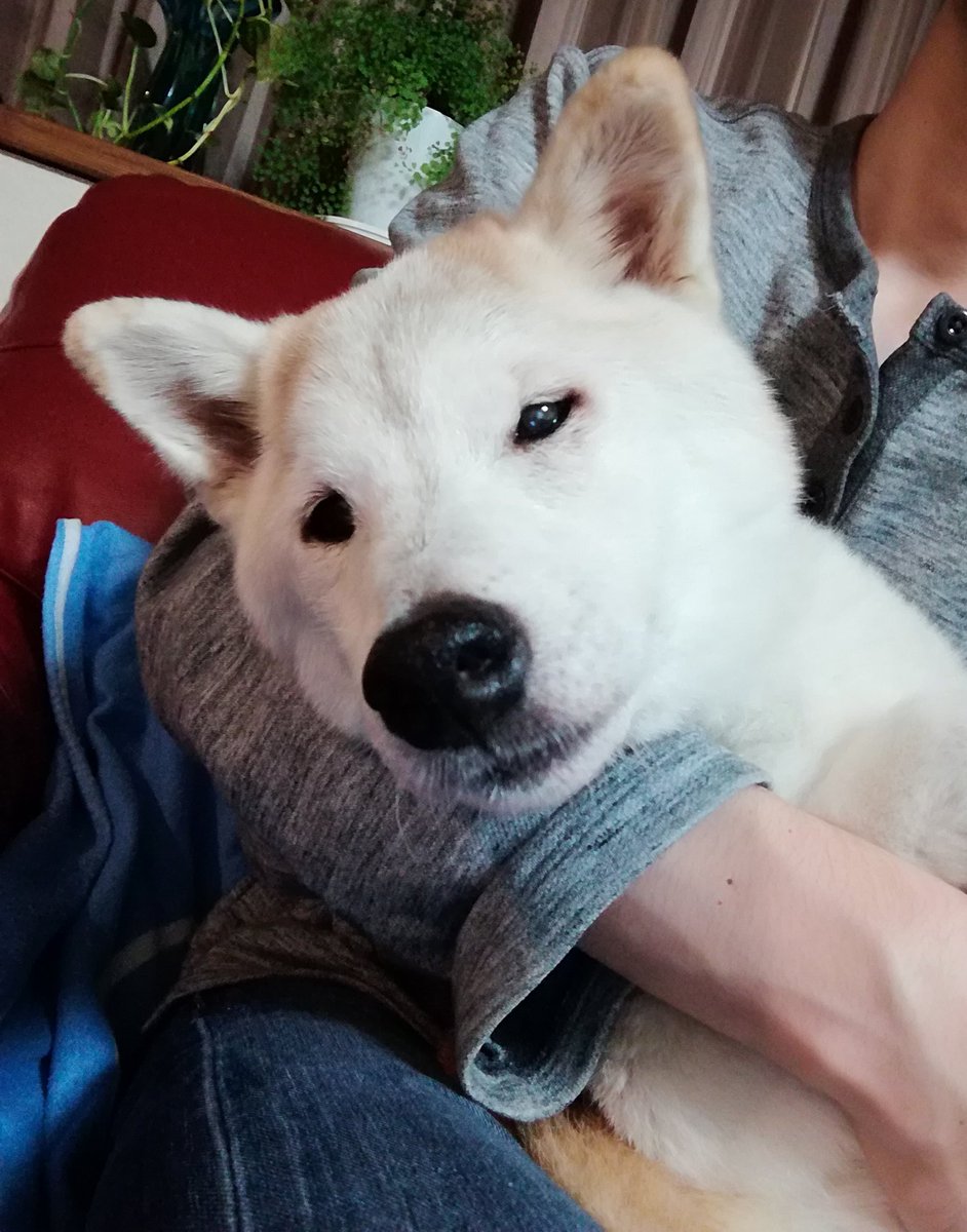 胸すか 犬がうるさいので抱っこしたらすぐ寝た