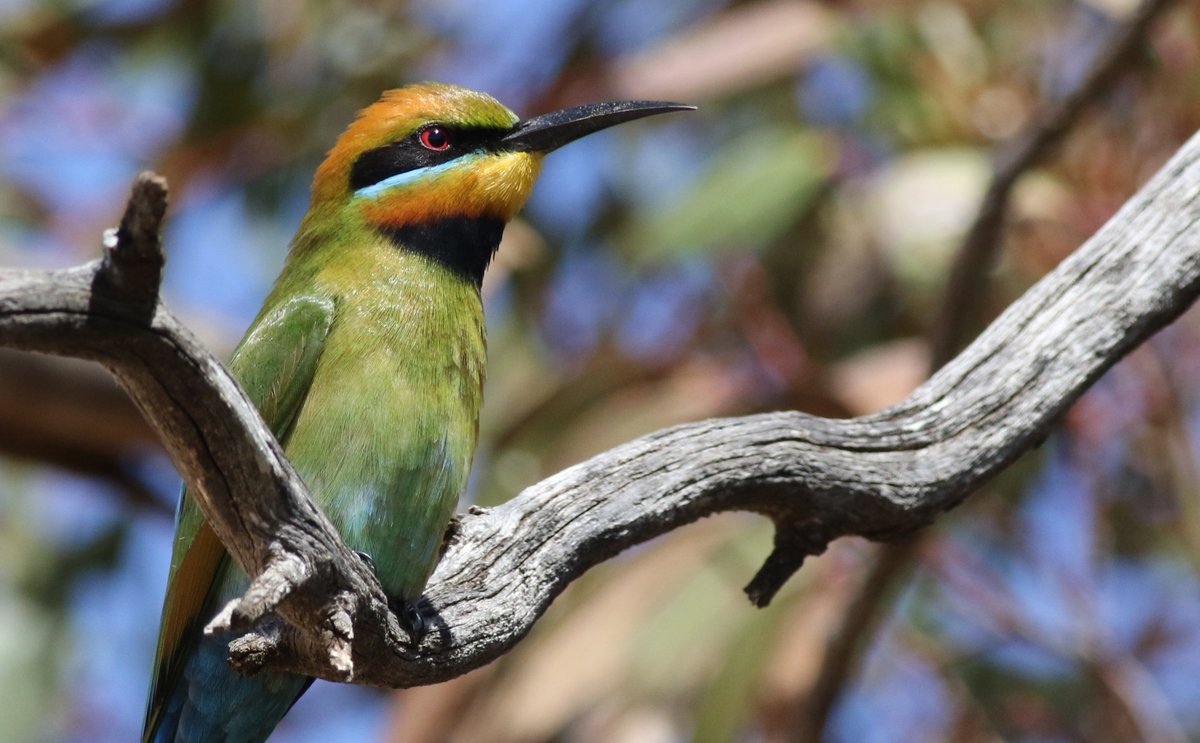 The rainbow bee-eaters have returned to South Australia! I found this one south of Bowmans today. Delightful birds. @BirdlifeOz @abcadelaide @ABCaustralia @OutbackEco @ausgeo #SouthAustralia #birdphotography #rainbowbeeeater #NotAParrot