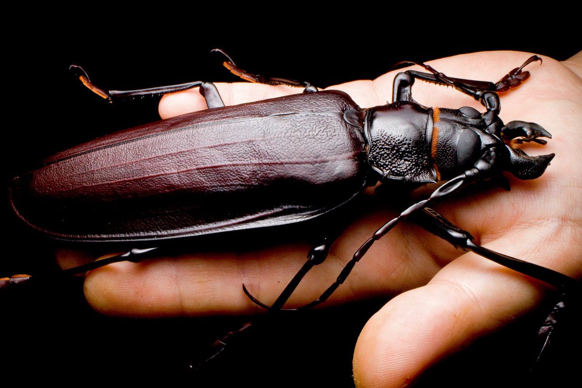 タイタンオオウスバカミキリ Titan Beetle Japaneseclass Jp