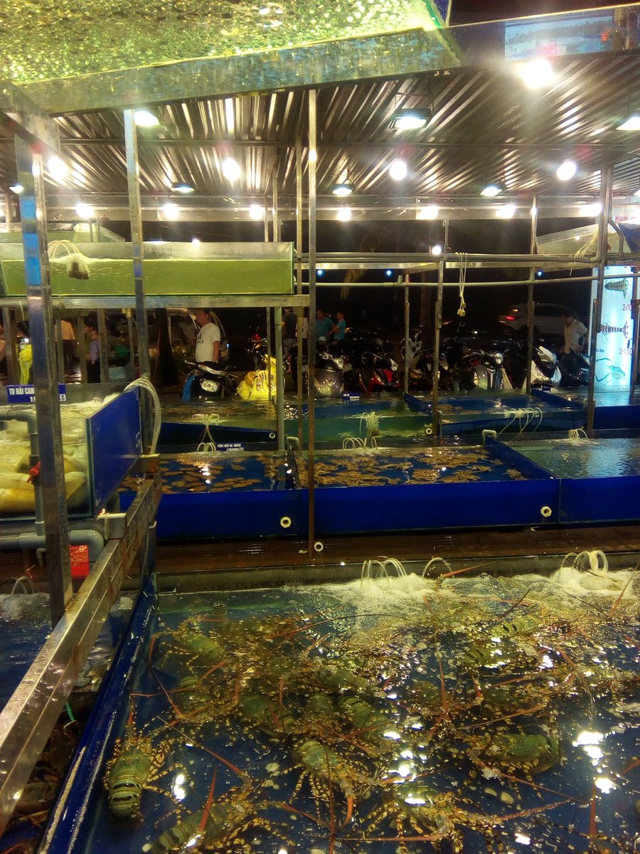 Na5ri على تويتر ダナンの海鮮料理屋はまるで水族館 食べたい食材を選んで調理してもらえば もう最高 ベトナム ダナン Na5ri على تويتر ダナンの海鮮料理屋はまるで水族館 食べたい食材を選んで調理してもらえば もう最高 ベトナム ダナン