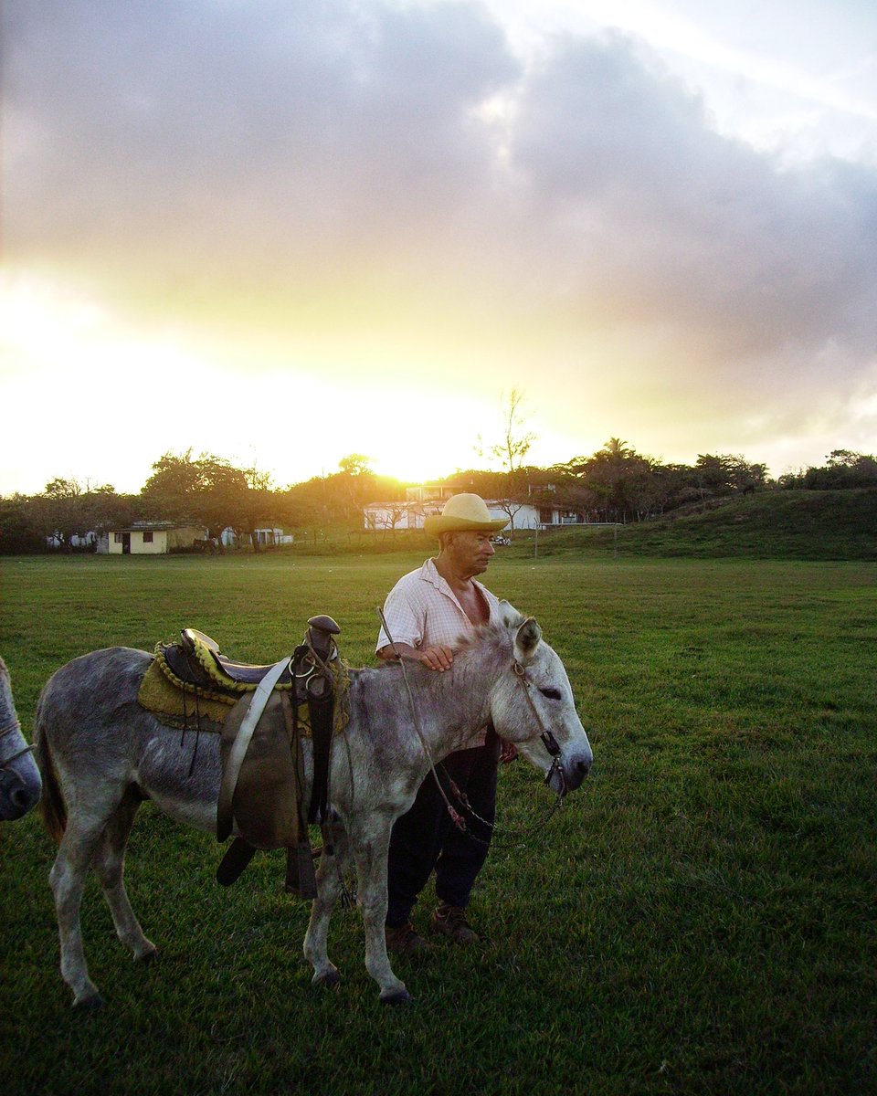 MVZOmarPrado's tweet photo. #donkeyoftheweek donkey in mexican state of #Veracruz #mexico #donkdoc @DonkeySanctuary @SidmouthDonkeys @donkeysanct @ManchesDonkeys @BhamDonkeys @Eseltjiesrus @refugioburrito @TeamDonkeySanc @AdoptADonkey @DonkeySancUNAM @IvyDonkeys @BelfastDonkeys @TDS_SouthWest @fmvz_unam https://t.co/s3daxTpYWz