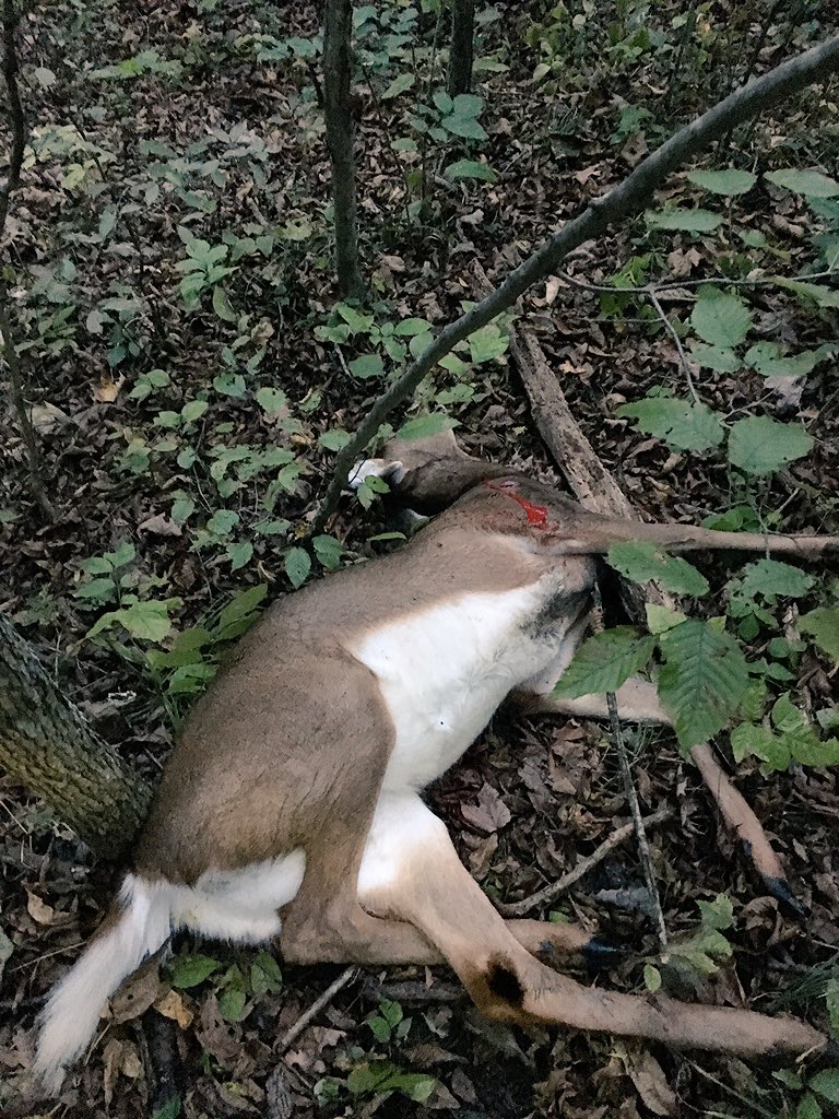 MILESCAT's tweet photo. Was able to take a doe with my  🏹 yesterday afternoon. Blessed and ready for some backstrap. https://t.co/z8yHWi6VlK