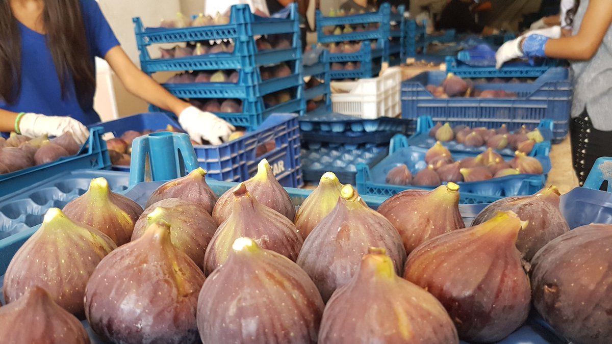 Taze ve kuru incirleri nasıl yiyorlar Taze ve kuru incirleri nasıl yiyorlar