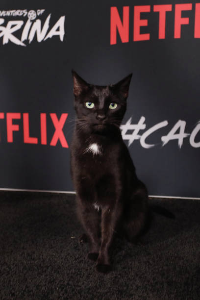 Rachel Paige (@rachmeetsworld) on Twitter photo 2018-10-22 22:46:11 For the next week, please only talk to me about Salem walking the red carpet for Chilling Adventures of Sabrina For the next week, please only talk to me about Salem walking the red carpet for Chilling Adventures of Sabrina