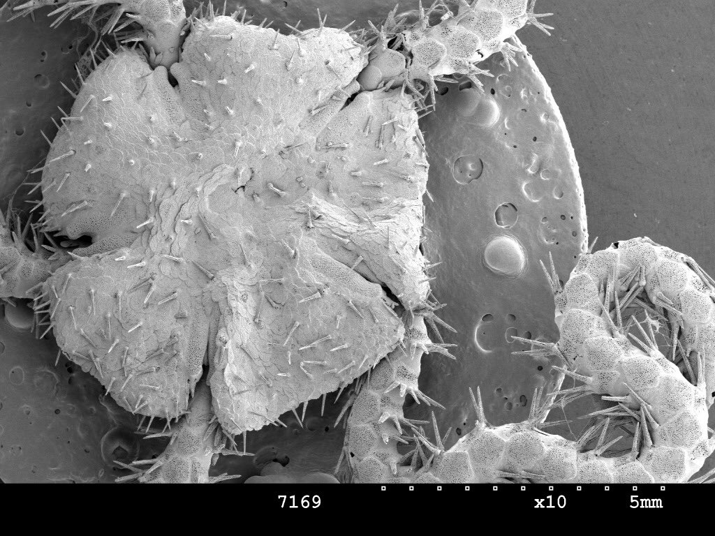 danbriggsx's tweet photo. Everyone meet Amphilimna Intersepultosetme; our 67 million year old brittle star friend who shares our name. https://t.co/JiVT3zZxaJ