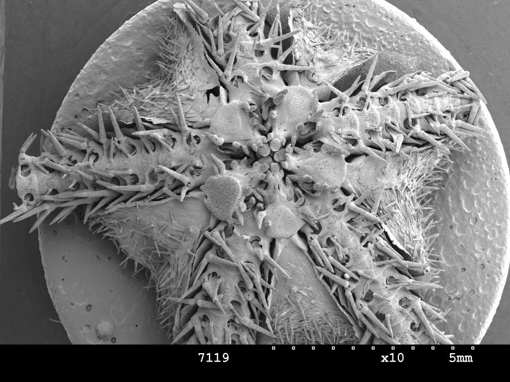 danbriggsx's tweet photo. Everyone meet Amphilimna Intersepultosetme; our 67 million year old brittle star friend who shares our name. https://t.co/JiVT3zZxaJ