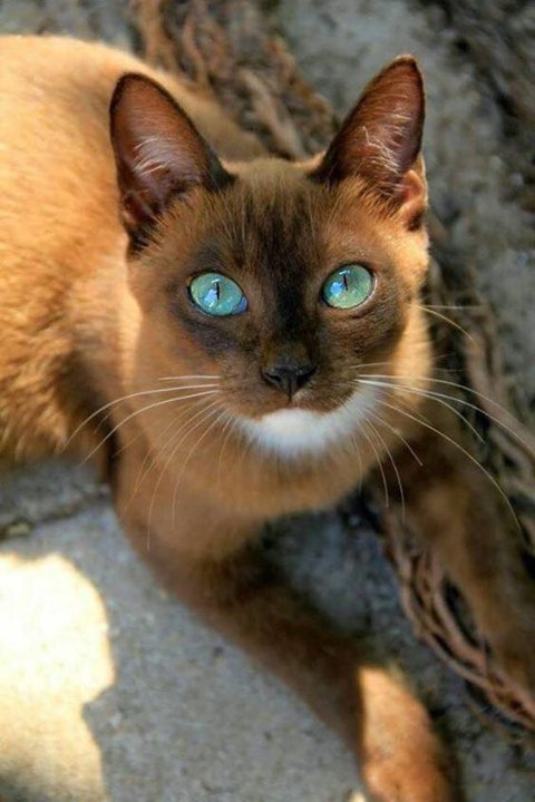 NicoleLynnSC's tweet photo. Check out those eyes!! https://t.co/TUsDcWIiw7
