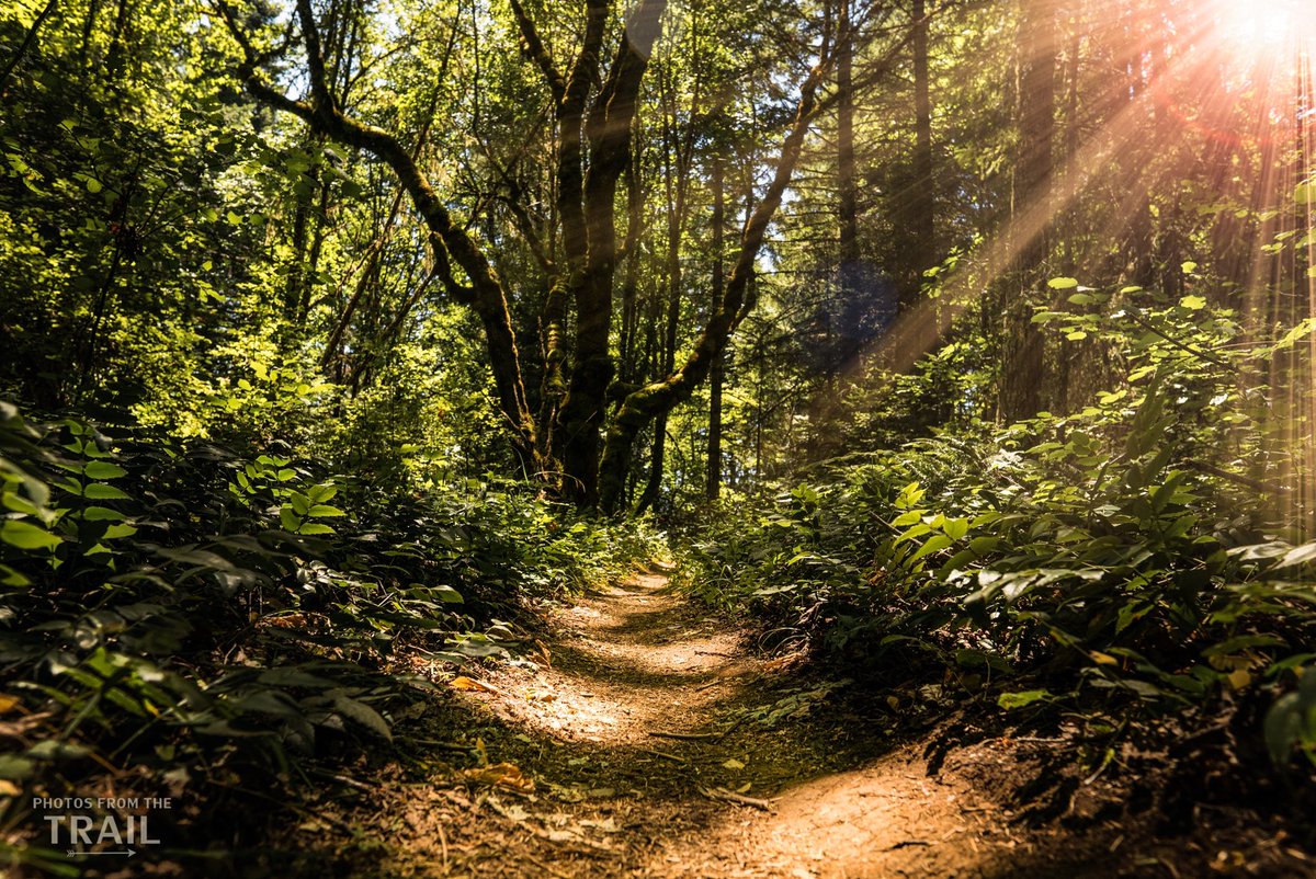 FromTrail's tweet photo. 🌲 Weekend escapes 🌲

##mtblife #trailrunning #trail https://t.co/N3KEiWw8g0
