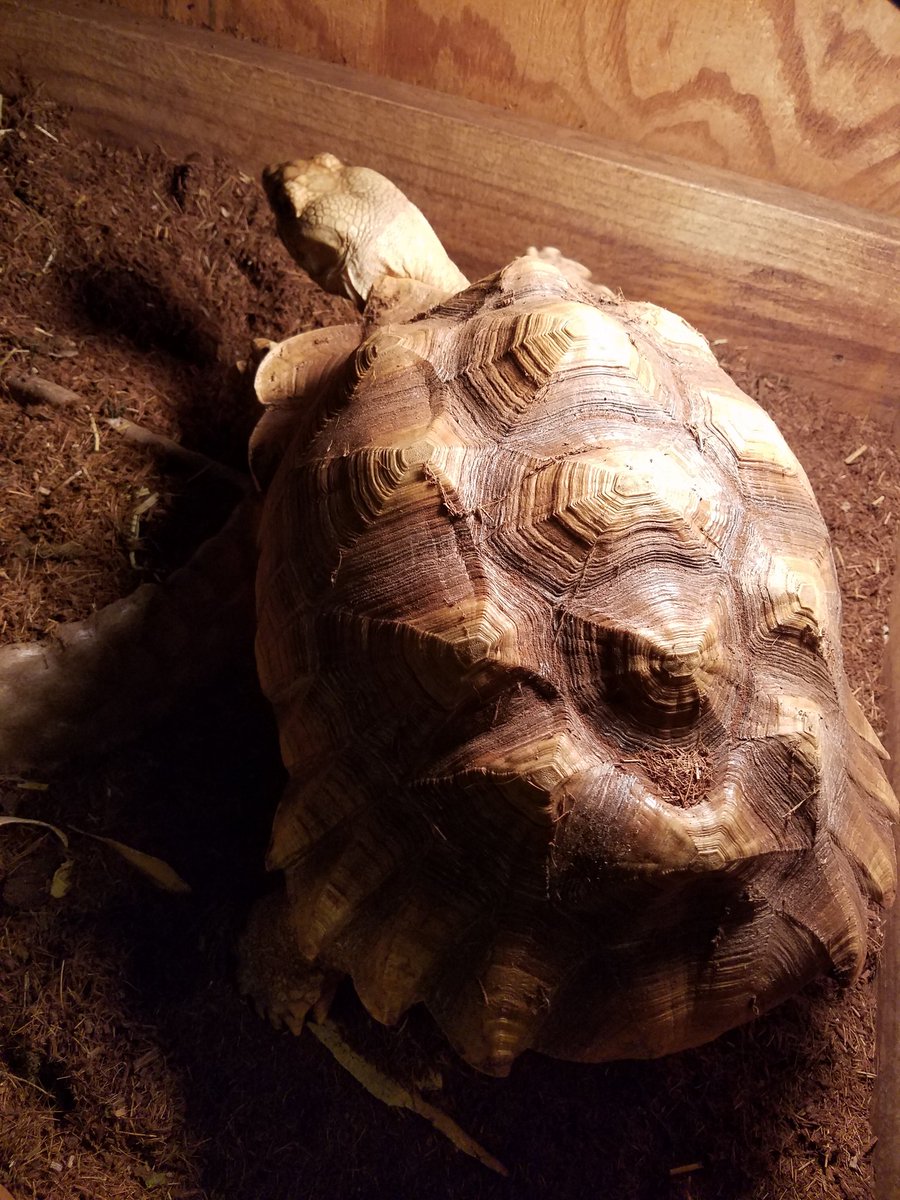 Doing a little exploring today! 🐢

#Bowser #Sulcata #tortoise #reptile #africanspurredtortoise #africanspurthigh #turtle #pet #wildlifeawareness #furbaby #scalebaby