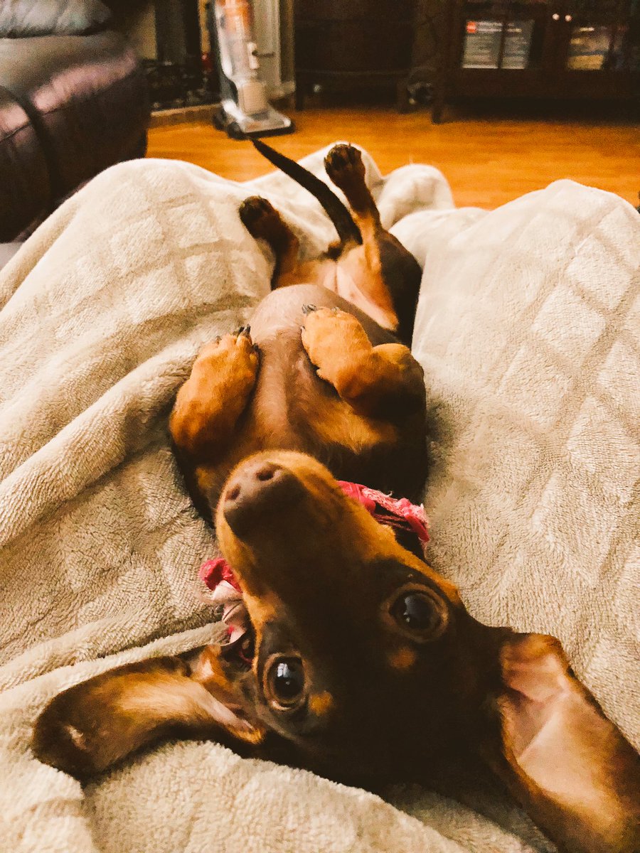 vannaboop's tweet image. Saturday mornings with her are the best! 🐶 ❤️