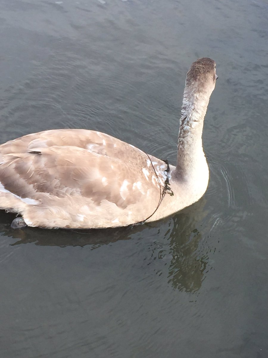 RichardCoulson's tweet image. Destressing to see a  cygent wrapped in some kind of netting in the pond near @wylambrewery. Something needs to be done @NewcastleCC !!! @RSPCA_official @Natures_Voice Nearly waded in myself which certainly won't have helped. #ne #wylam #respondasap