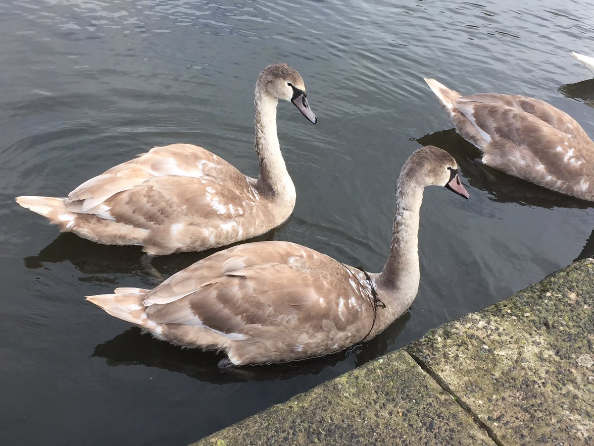 RichardCoulson's tweet image. Destressing to see a  cygent wrapped in some kind of netting in the pond near @wylambrewery. Something needs to be done @NewcastleCC !!! @RSPCA_official @Natures_Voice Nearly waded in myself which certainly won't have helped. #ne #wylam #respondasap