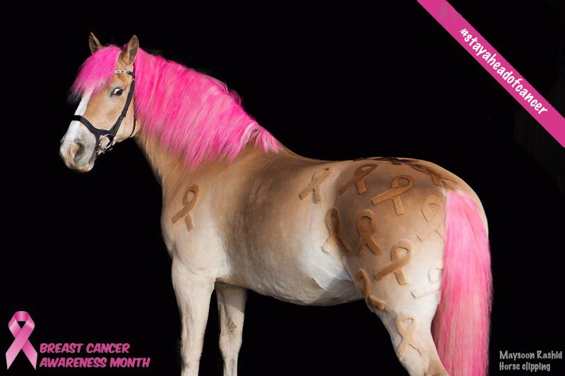 PaardenScheren's tweet photo. So this happend... I didn't know October was breast cancer awareness month. So I figured that there are probably more people that don’t know … which resulted in the next clipjob 🎗️❤️.

#beaware #breastcancerwarenessmonth #breastcancer #beaheadofcancer #shareandmakeaware #share https://t.co/vqX9vZFuL4