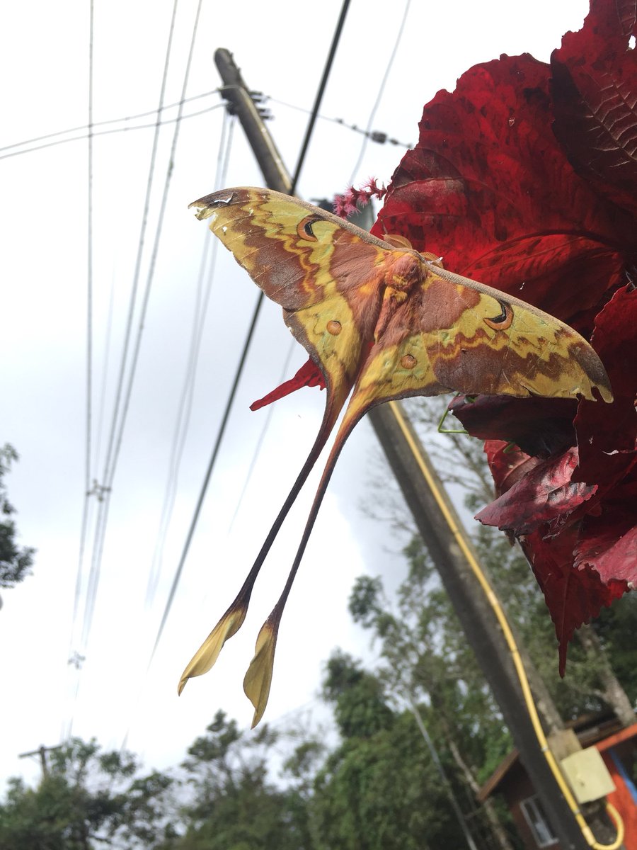 佐藤マメコ リボンヤママユ