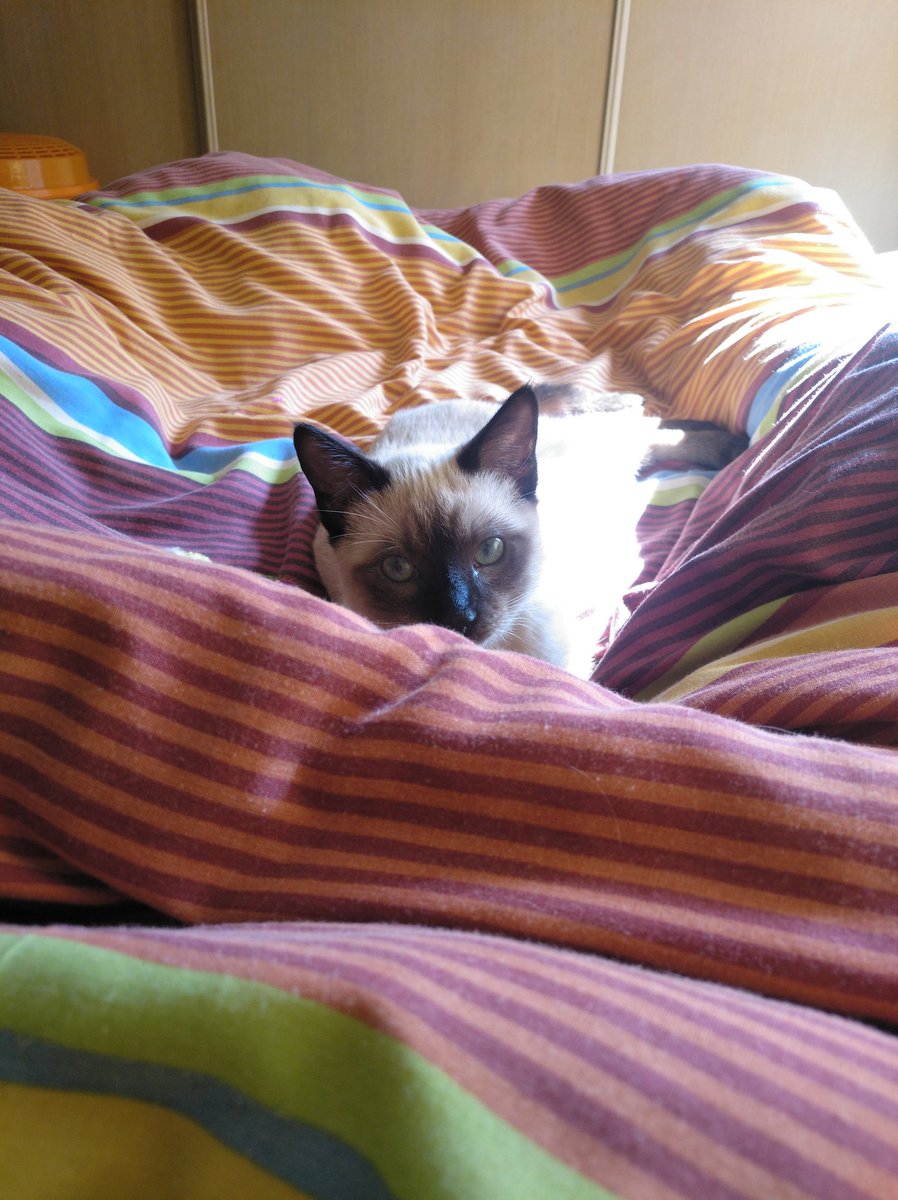 RivenACat's tweet photo. https://t.co/jMgtOAaBrl