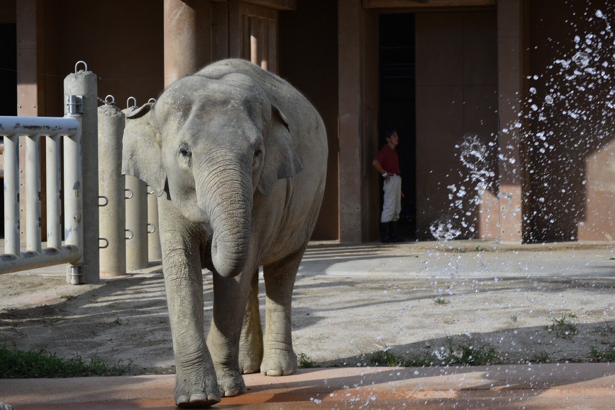東山 動物園 バイト イメージポケモンコレクション