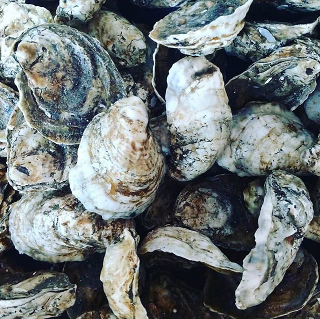 SY_Marae's tweet photo. It’s October, that means oysters! Chesapeake Bay is a world-class oyster-making machine. With tons of fresh rivers pouring in, a constricted mouth &amp; shallow waters, it’s one of the largest bodies of ideal oyster habitat on earth. 
Repost Insta @coppertrailbrewingco @andersonsneck https://t.co/3wWQQWYB4e