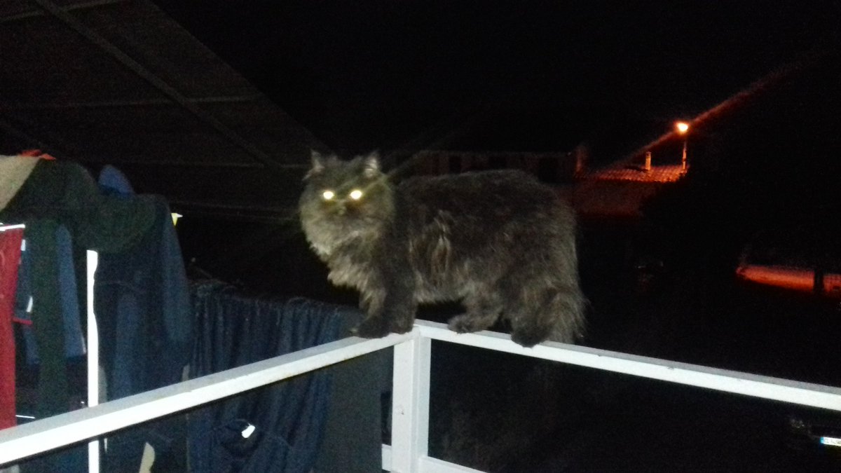 LucyLucilla's tweet photo. I suoi occhi? Due fari nella notte! #ilovemycat #cats #gattipersiani #perla #amiciaquattrozampe #photo #Photobyme #photobynight https://t.co/TeJIfsGp8q