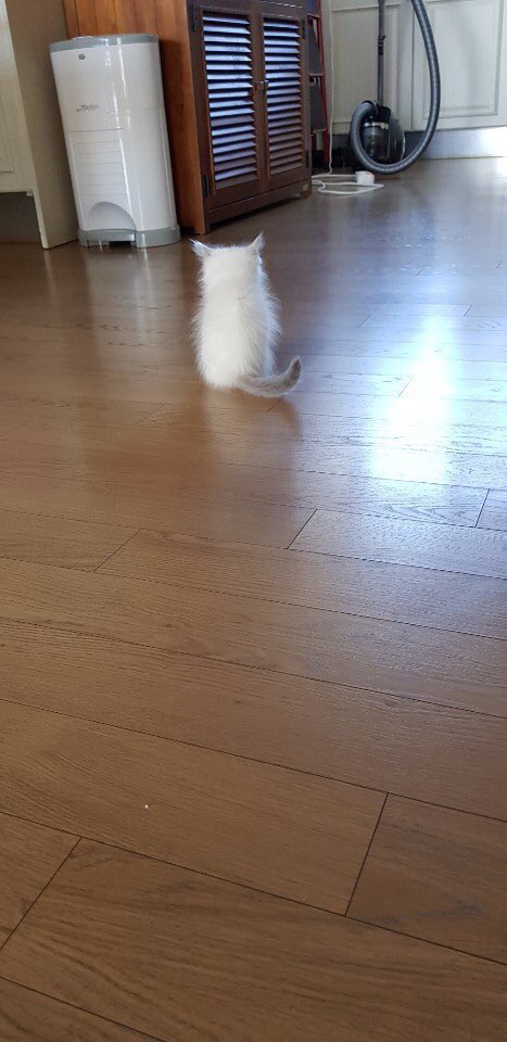 On 20th October 2018, Daniel uploaded pics of a kitty.That turned out to be a new family member♡ Ori’s little sister, Kang Jjang-ah ♡