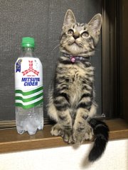 2週間でこんなに大きく サイダーと並んだ子猫ちゃんの成長記録がわかりやすくてかわいい ねとらぼ