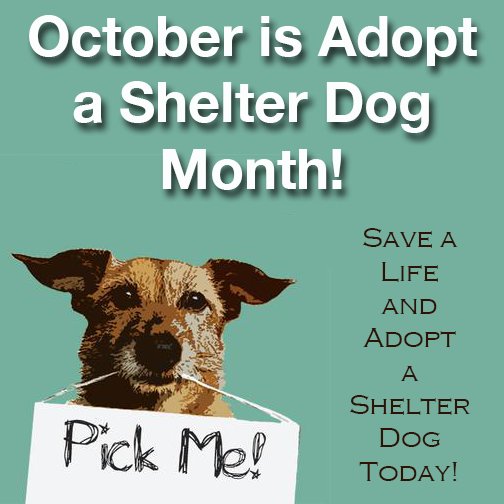 Lost Dogs Illinois On Twitter Adopt A Shelter Dog Adopt Shelteg Dog Nationaladoptashelterdog Lostdogsil