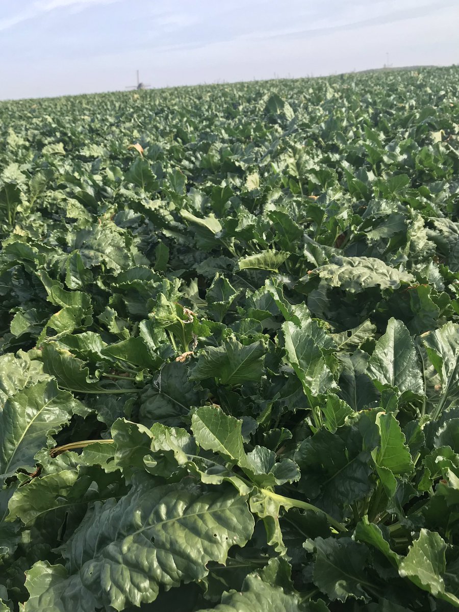 ThomasLimaBe's tweet photo. Prachtig najaarsweer voor de #suikerbieten. BTS 110 nog altijd gezond van blad ondanks maar één behandeling. Dat belooft voor de opbrengst en het suikergehalte. #betaseed #boerbewust #sugarbeet #iscalsugar #kbivb #TienseSuiker https://t.co/iAoBbo0dE2