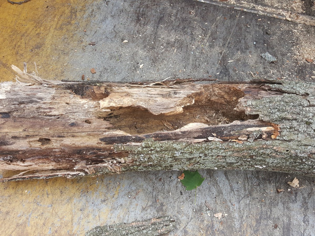 Robthetreeguy's tweet image. internal rot in large limb of tree