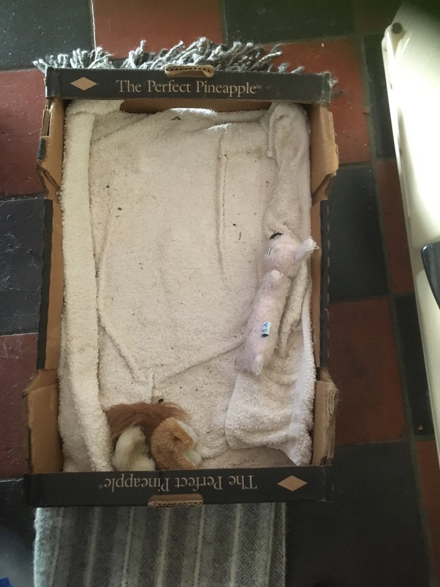 MrFluffytoes's tweet photo. My cat box has been abandoned. Toys left to fend for themselves.
Itโs #SunPuddleSaturday here. Making the most of the โ๏ธ whilst itโs shining.
Happy #caturday efurryone
๐ฏ๐พ๐งก https://t.co/bz1r5EFjVU