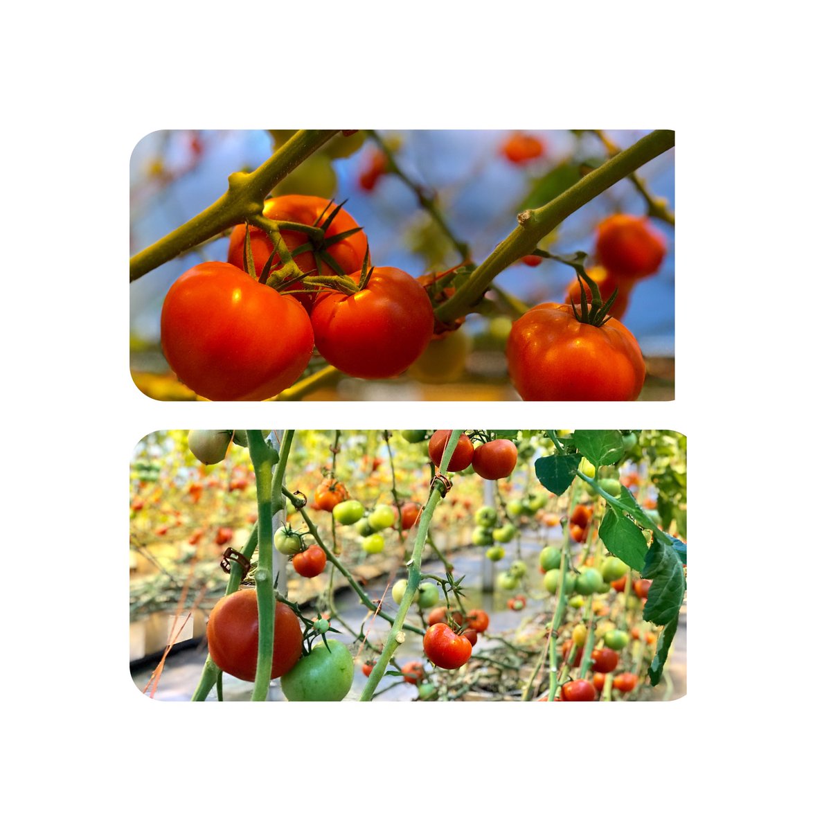 bethpatkoske's tweet photo. Pick your own tomatoes in the greenhouse today 10-4 at @CapeAbilities Farm #dennis #CapeCod #shoplocal 🍅 #localfarm #capeabilities https://t.co/JkR7qLyBLg