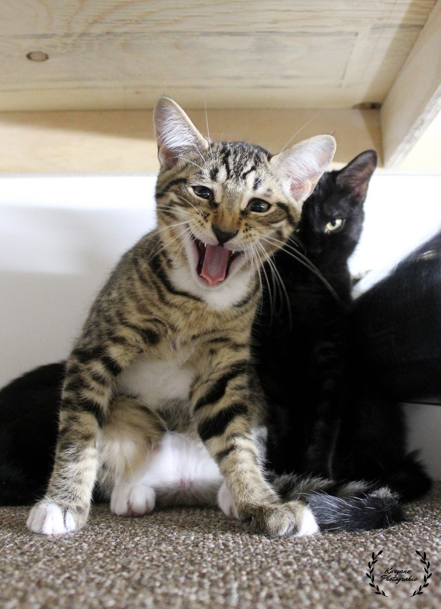 AnimexRefuge's tweet photo. Allez les amis!Venez me voir au #CaféChato avec mes 6frères&amp;soeurs nouvellement arrivés tous à #adopter/Come on, friends! Come and see me with my 6 new brothers&amp;sisters, all to #adopt #VerdunLuv #SOmtl #MTLmoments #goingliveMtl #Lasalle #Griffintown #NDG #Beaconsfield #Hampstead https://t.co/sLCgeOlxSV