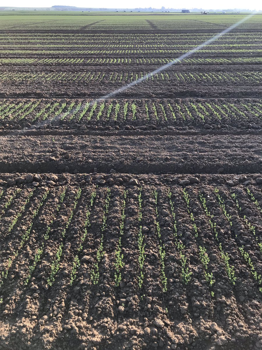 Reynald_Linea's tweet photo. Enfin je revois mes lignées de lin... elles me manquaient déjà ! Belle implantation de notre programme de sélection de lin Olea d hiver malgré la sécheresse. Vivement le froid et la pluie surtout ... #selectionpassion #lineasemences https://t.co/aZK1McM8B1