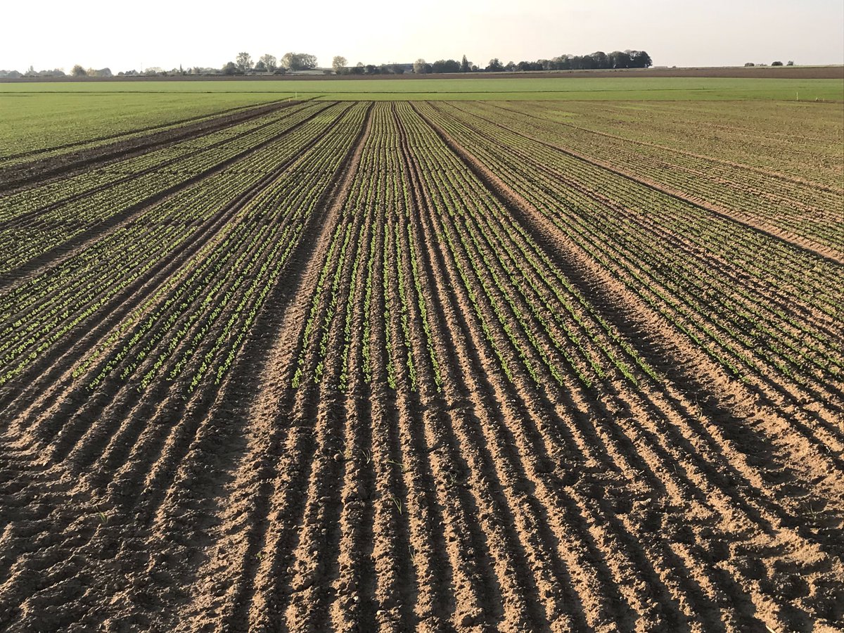 Reynald_Linea's tweet photo. Enfin je revois mes lignées de lin... elles me manquaient déjà ! Belle implantation de notre programme de sélection de lin Olea d hiver malgré la sécheresse. Vivement le froid et la pluie surtout ... #selectionpassion #lineasemences https://t.co/aZK1McM8B1
