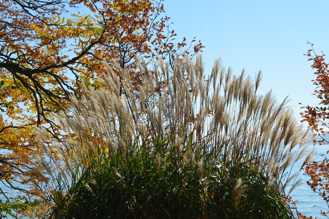 mainau's tweet image. Die #Ziergräser bei uns im #Mainau-Park zeigen sich jetzt im #Spätherbst von ihrer schönsten Seite ☀️