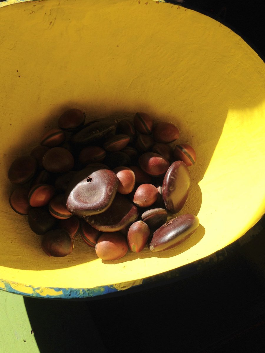 Mmofra_Ghana's tweet photo. 1/ #Seeds &amp; #calabash for #looseparts #play! Which seeds &amp; calabashes do kids play with where you are? #AfricanPlayNetwork #natureplay https://t.co/IPsyQ3DNwt