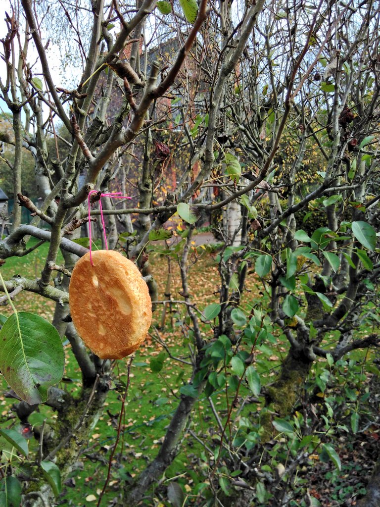 HelpBritBloss's tweet image. Another seasonally inappropriate Wassail under our belts for the folks at the Parrs Wood Environment Centre, Didsbury ***APPLE DAY***. Roll on tomorrow for juicing @UnicornGrocery