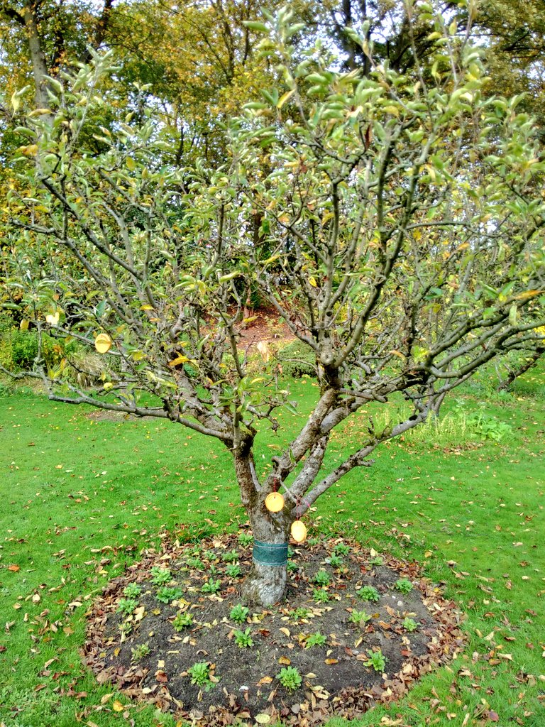 HelpBritBloss's tweet image. Another seasonally inappropriate Wassail under our belts for the folks at the Parrs Wood Environment Centre, Didsbury ***APPLE DAY***. Roll on tomorrow for juicing @UnicornGrocery